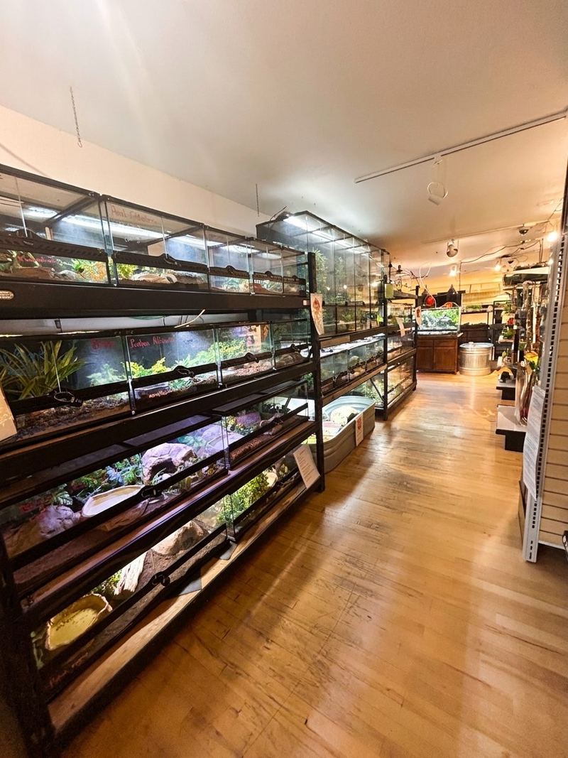 Shelves of planted reptile and amphibian terrariums